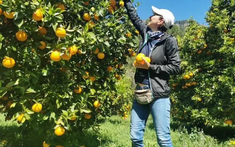 Wanderung im Orangental und mallorquinische Mahlzeit in einer Finca
