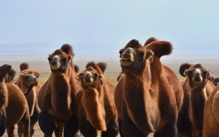 Wanderung zur Geierschlucht im Nationalpark Gobi Gurwan Saichan