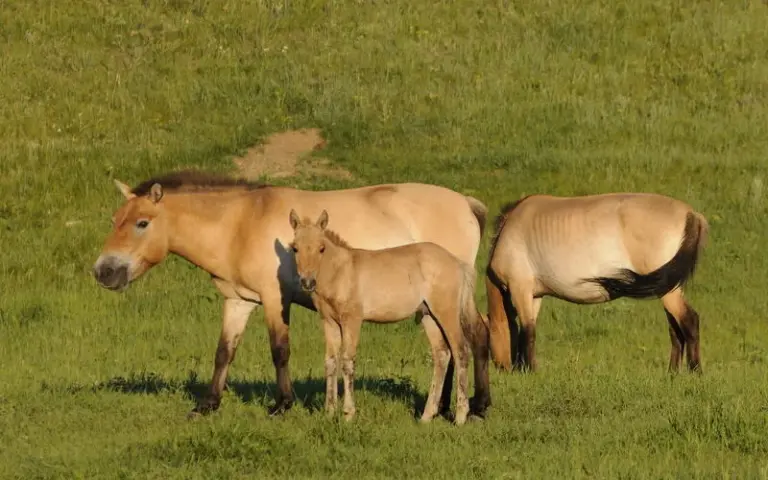 Zu Besuch bei den Przewalski-Pferden: Nationalpark Chustain Nuruu