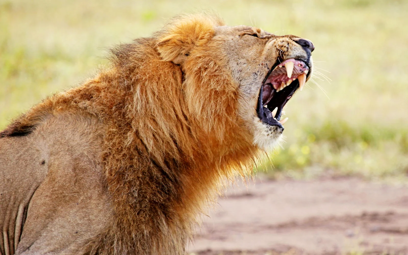 Der Etosha-Nationalpark im Norden Namibias bietet die Möglichkeit...