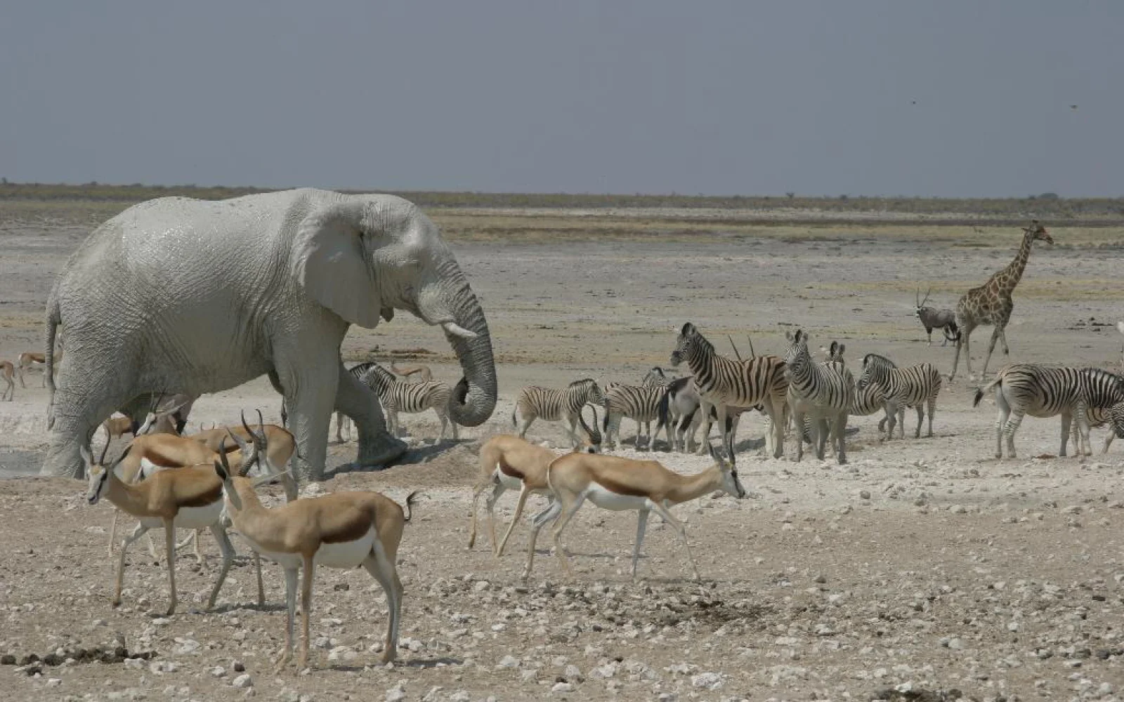 ...Afrikas Tierwelt hautnah aus nächster Nähe zu erleben
