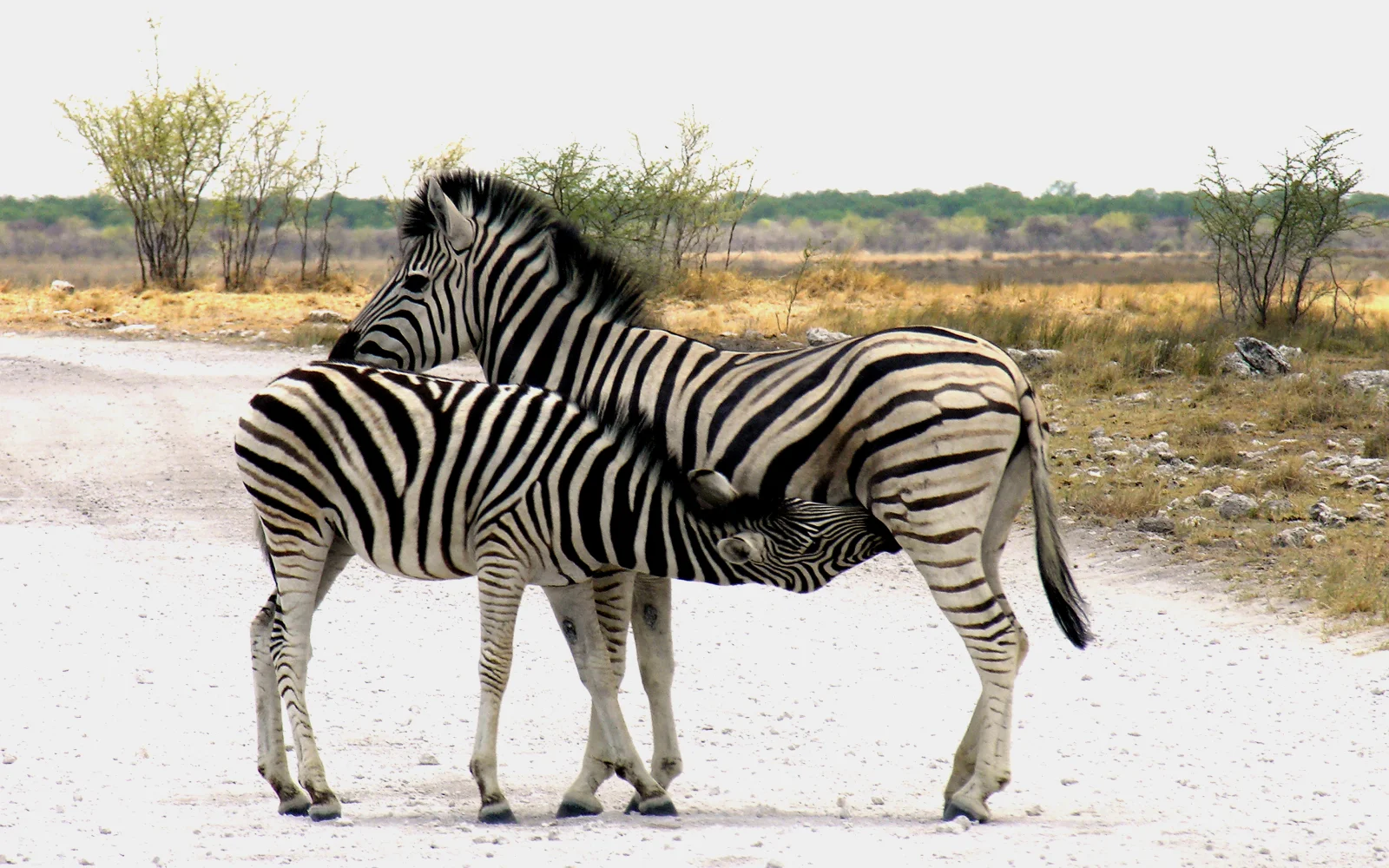 Etosha - Nationalpark
