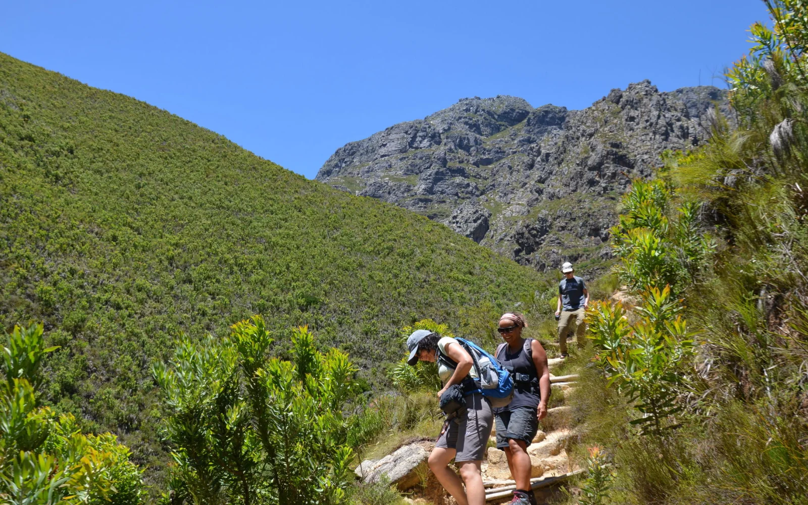 Proteenbüsche säumen die Wanderwege wie hier am Chapmans Peak