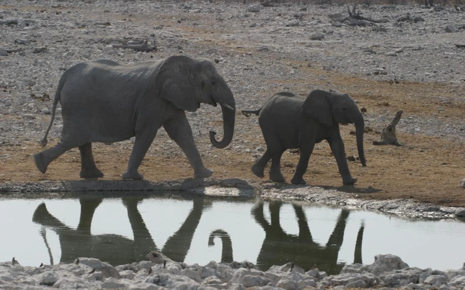 ...im Etosha National Park