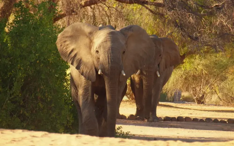 Tierbeobachtungen im Etosha-Nationalpark