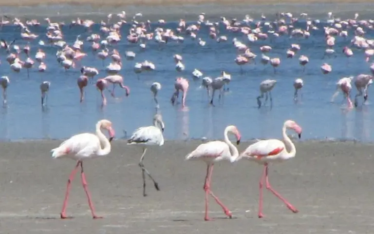  Fahrt an die Küste, Besuch der vogelreichen Walvis Bay - Weiterfahrt