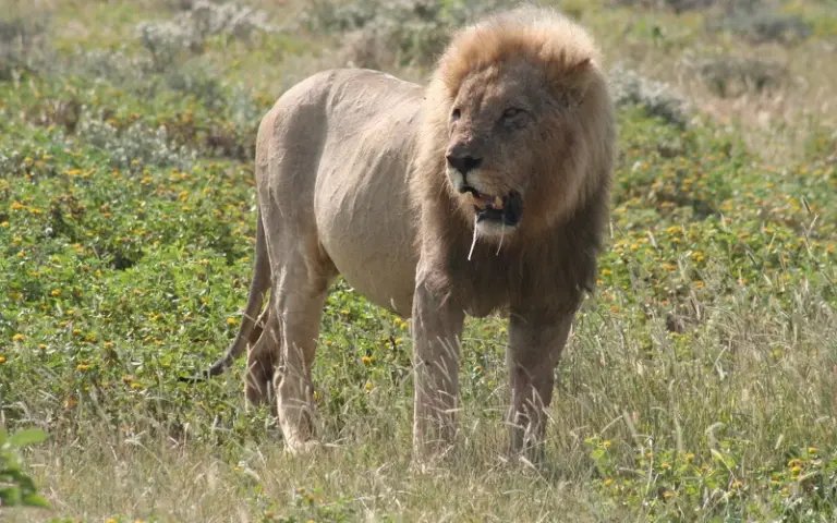 Safari im Etosha-Nationalpark