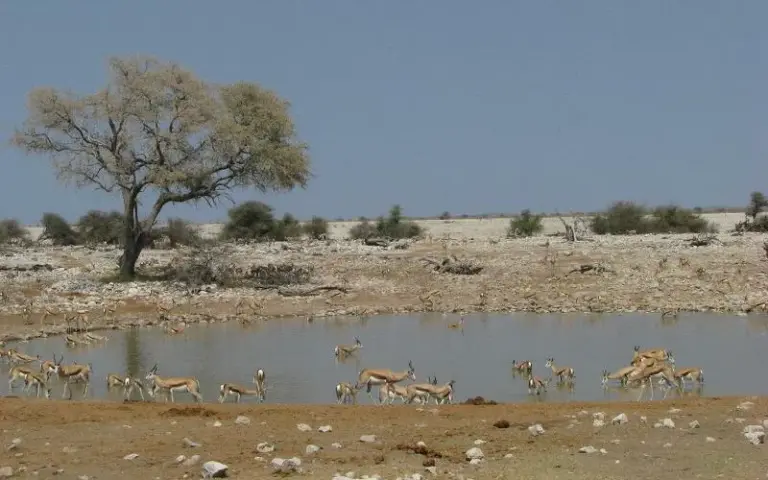 Ganztagessafari im offenen Fahrzeug