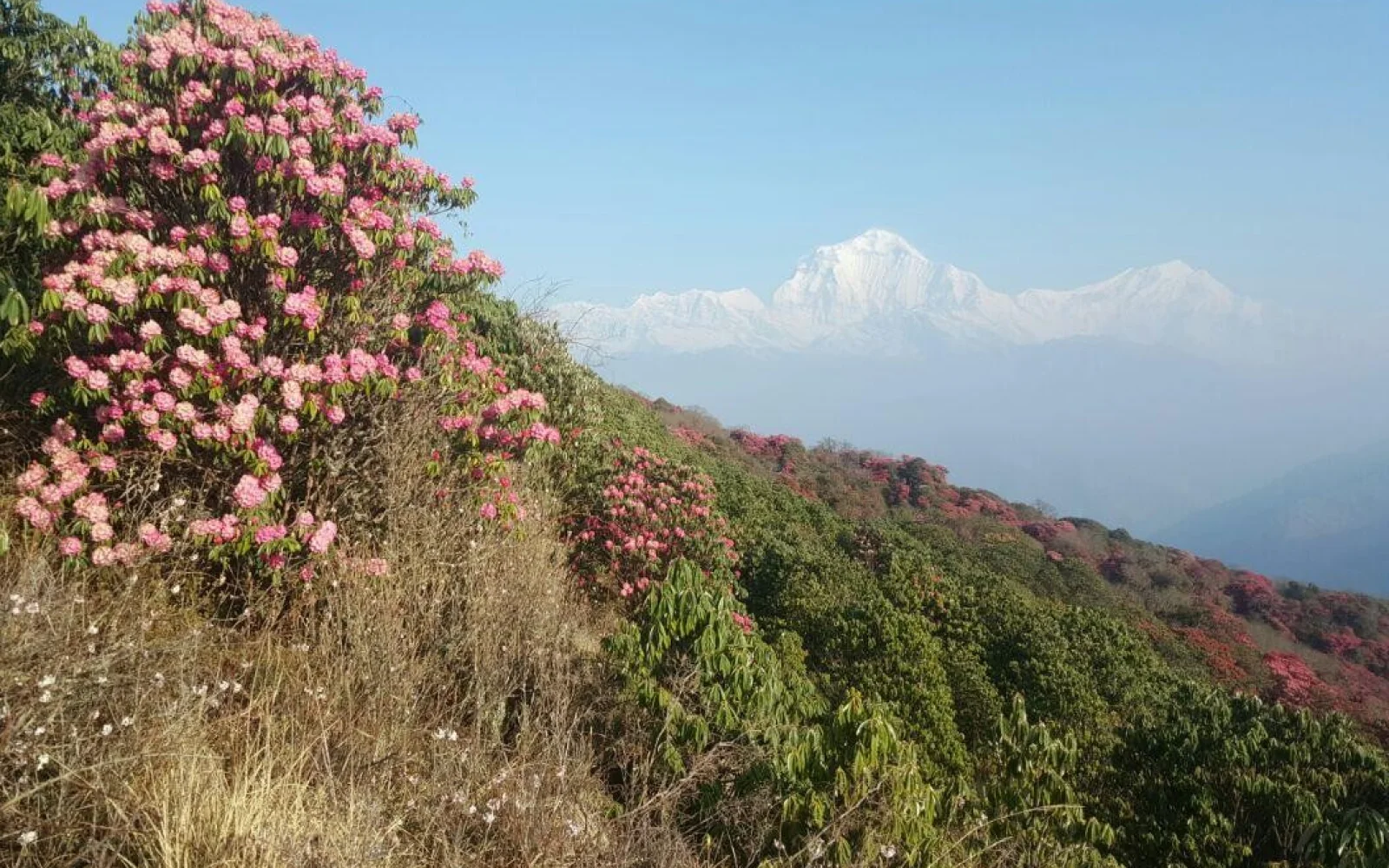 Im Frühjahr blüht der Rhododendron und schafft fantastische Naturkontraste