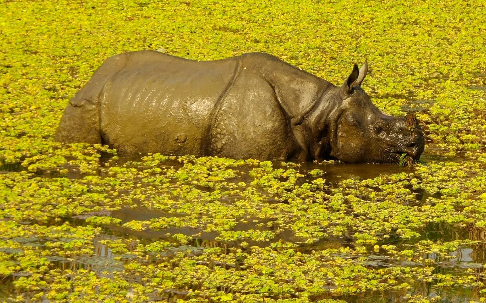 Im Chitwan Nationalpark geht es u. a. auf Pirschfahrt zu Panzernashörnern.