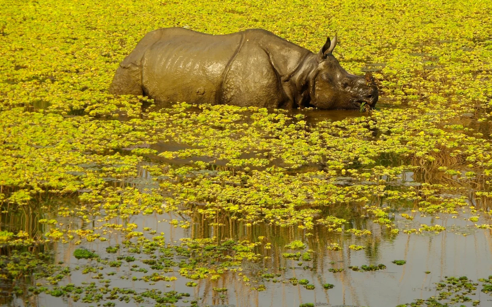 Im Chitwan Nationalpark geht es u. a. auf Pirschfahrt zu Panzernashörnern.
