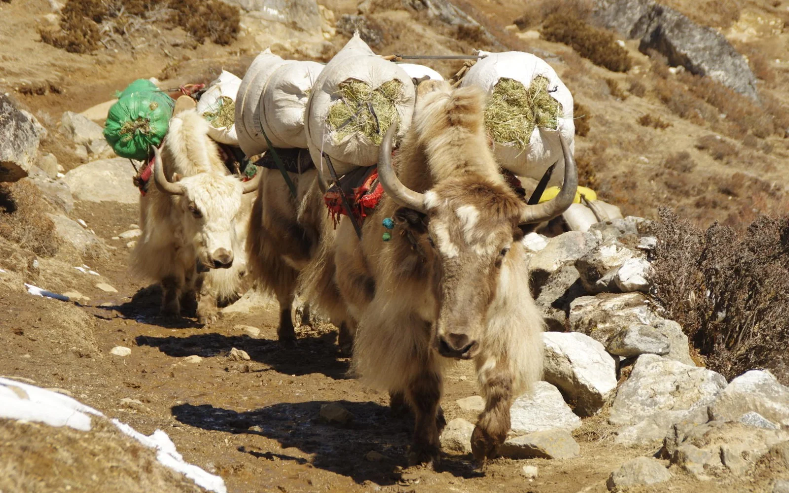 Stete Begleiter im Khumbu Himal: Fleißige Yaks auf dem Weg Richtung Gokyo