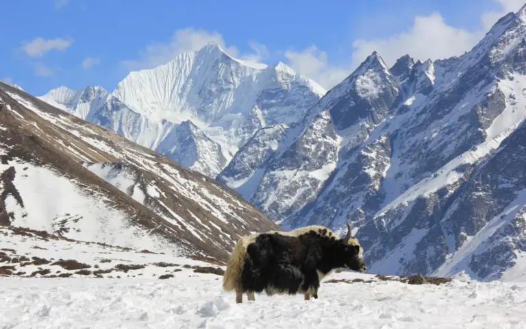 Der Langtang-Trek erfreut mit tiefen Talblicken und nahen Eisgiganten.