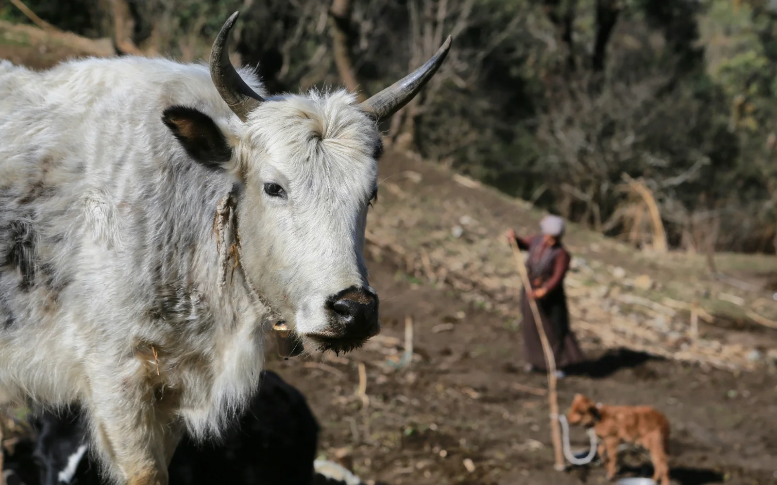Sie durchlaufen urige Bergdörfer  und lernen das Landleben kennen.