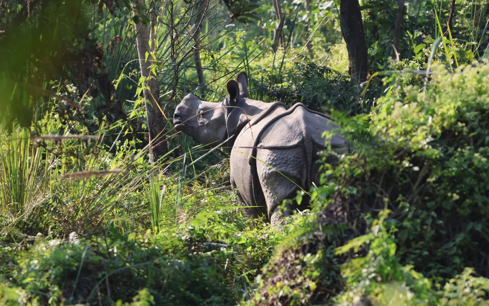 Kontrastprogramm Chitwan: Panzernashörner in freier Wildbahn beobachten