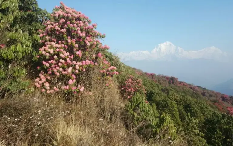 Trekking durch üppige Rhododendronwälder bis nach Ghorepani (2.840 m)
