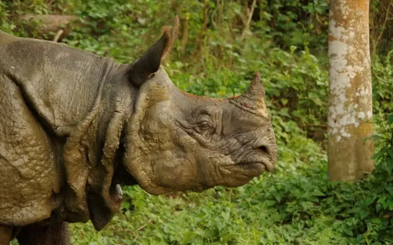 Auf den Spuren des Panzernashorn: Jeep Safari im Chitwan-Nationalpark