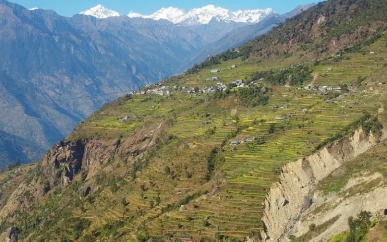 Trekking hinauf durch Rhododendron-Urwälder bis Shin Gompa (3.350 m)