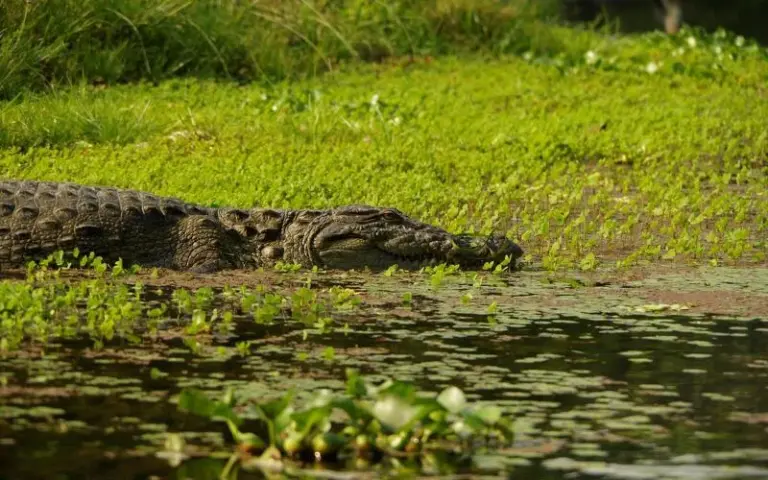 Auf den Spuren des Panzernashorn: Safari im Chitwan-Nationalpark