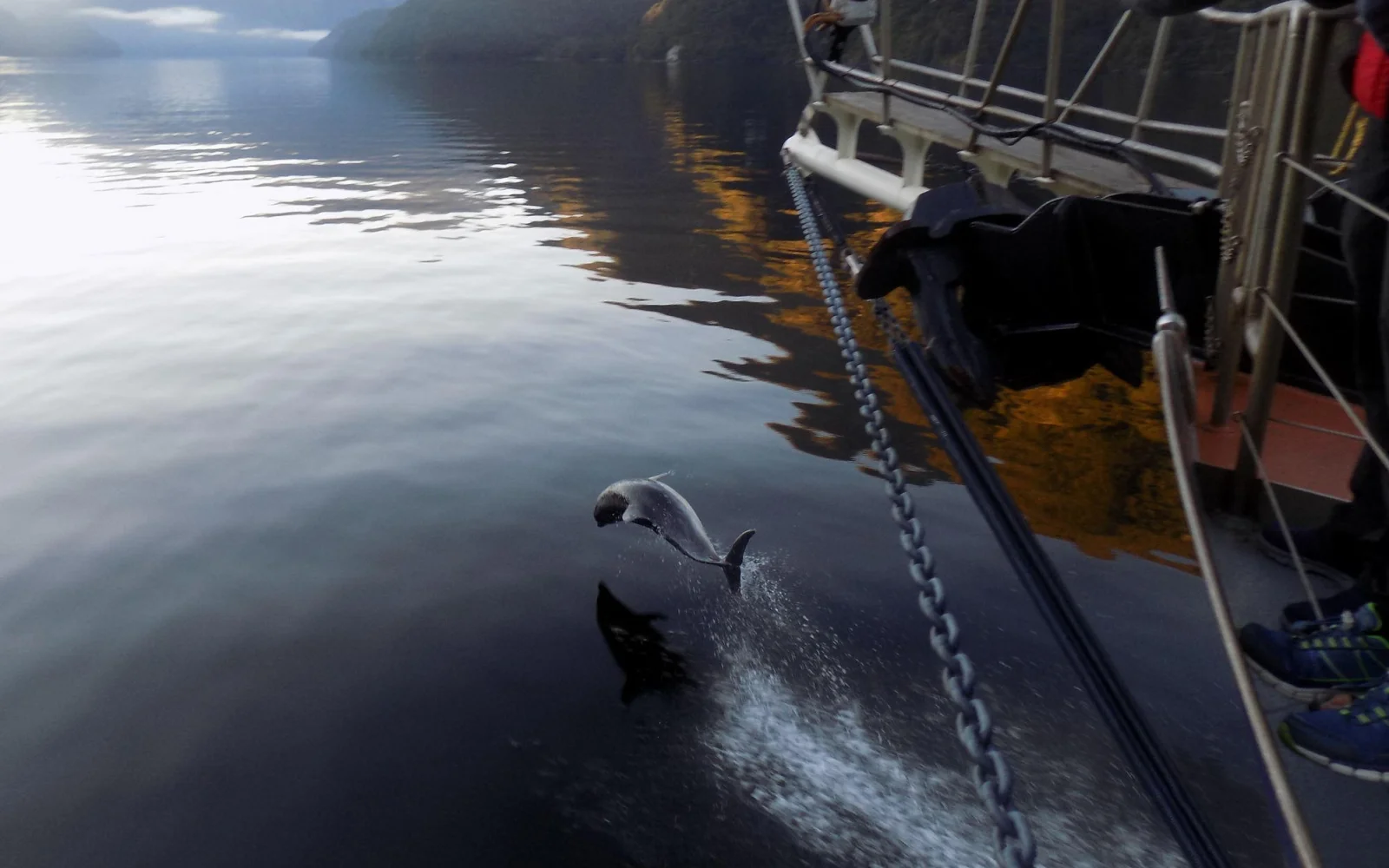 Großes Glück im Doubtful Sound 