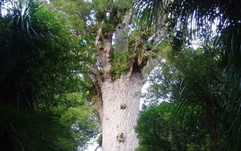 Baum