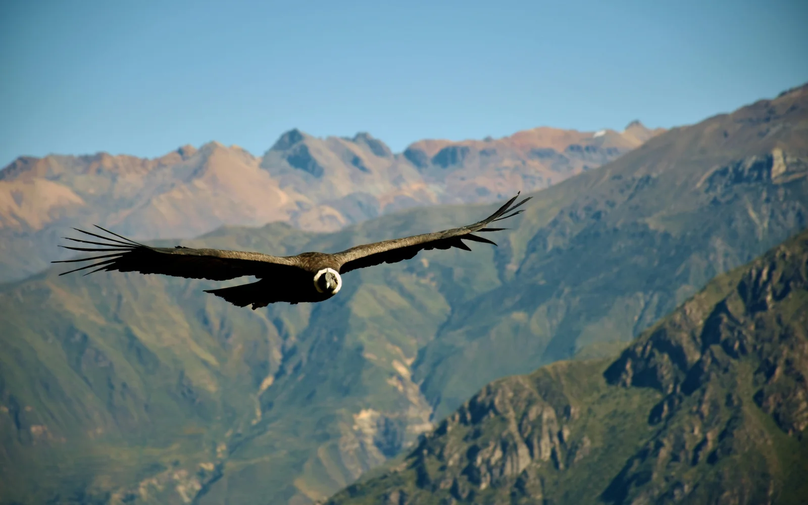 Der majestätische Kondor beim Flug über dem Colca Canyon