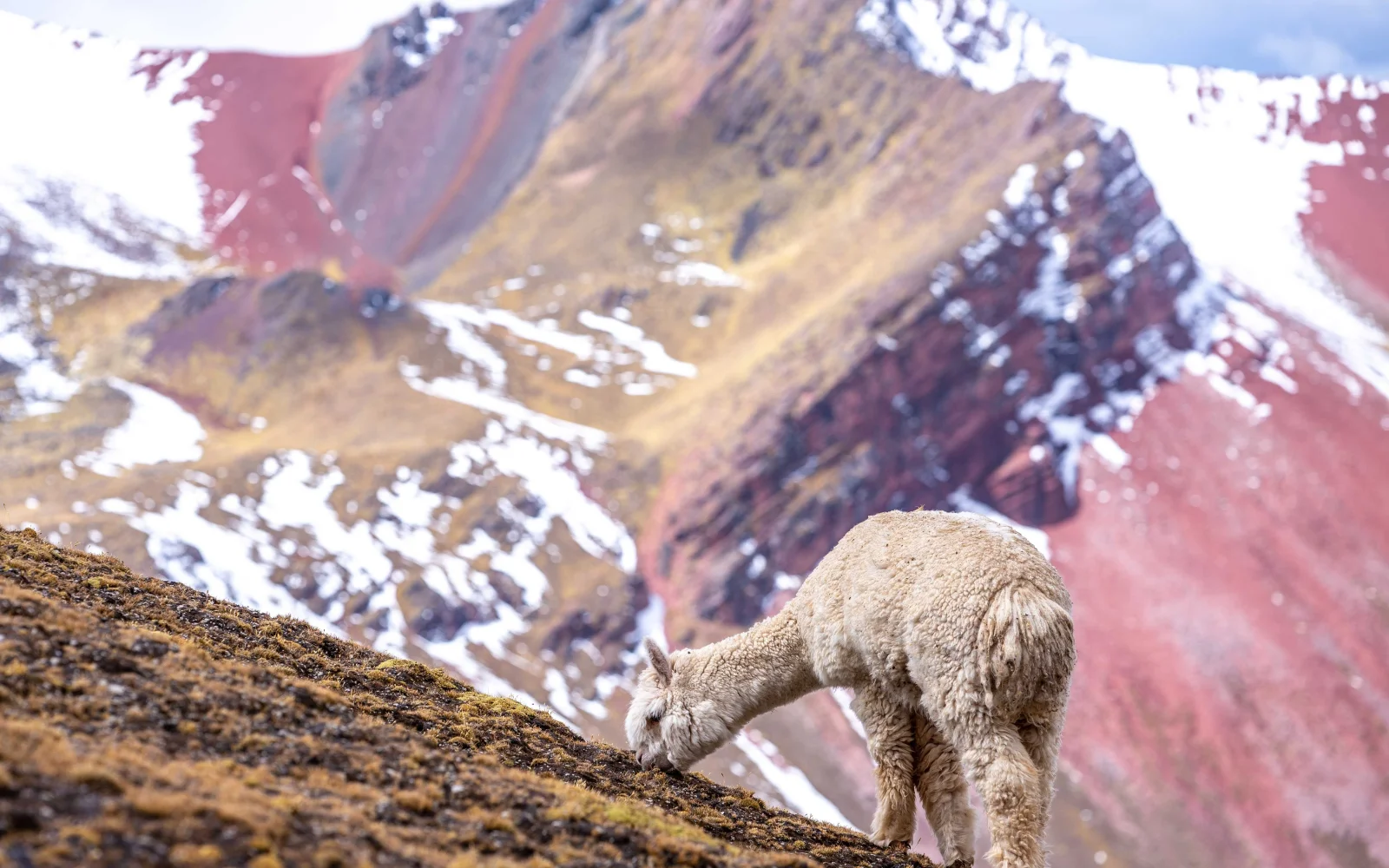 Lamas und Alpakas im Hochland von Peru begegnen