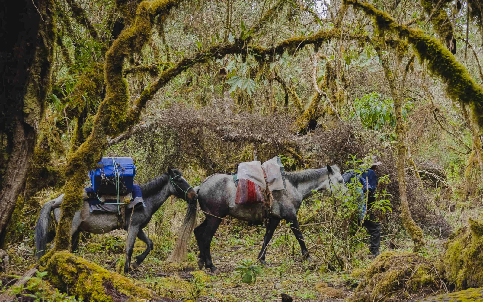 Während des Trekkings wird Ihr Gepäck von Maultieren transportiert