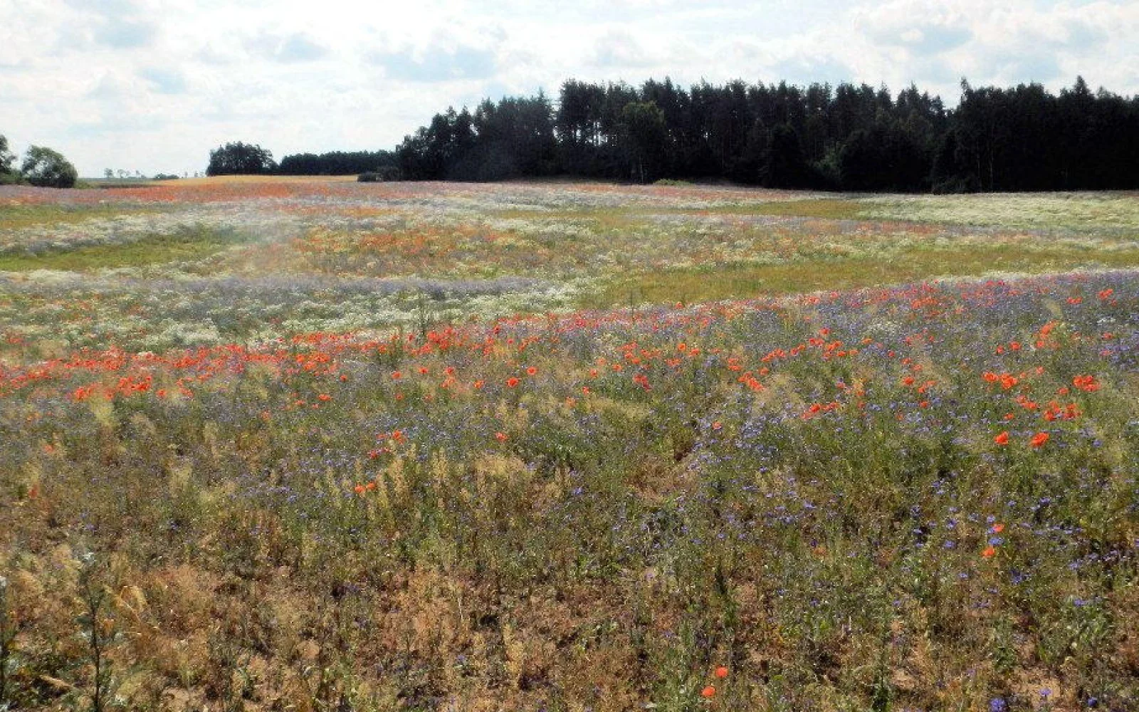 Im Sommer warten rote Mohnwiesen am Wegesrand
