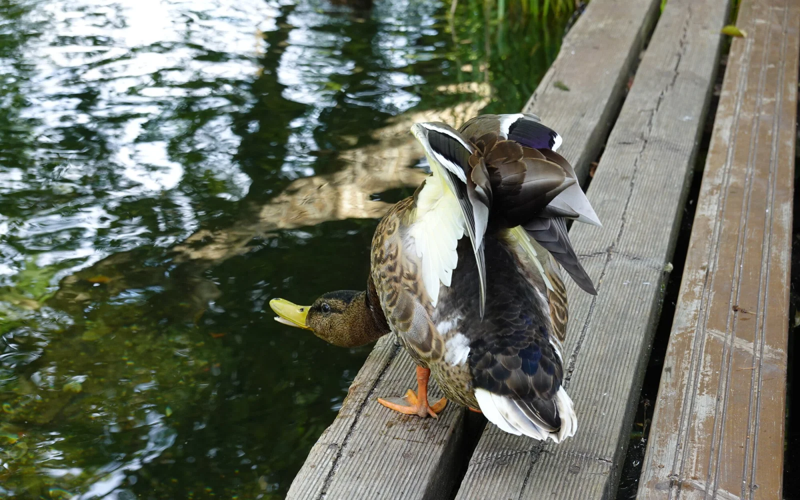 Ente gut, alles gut :-)