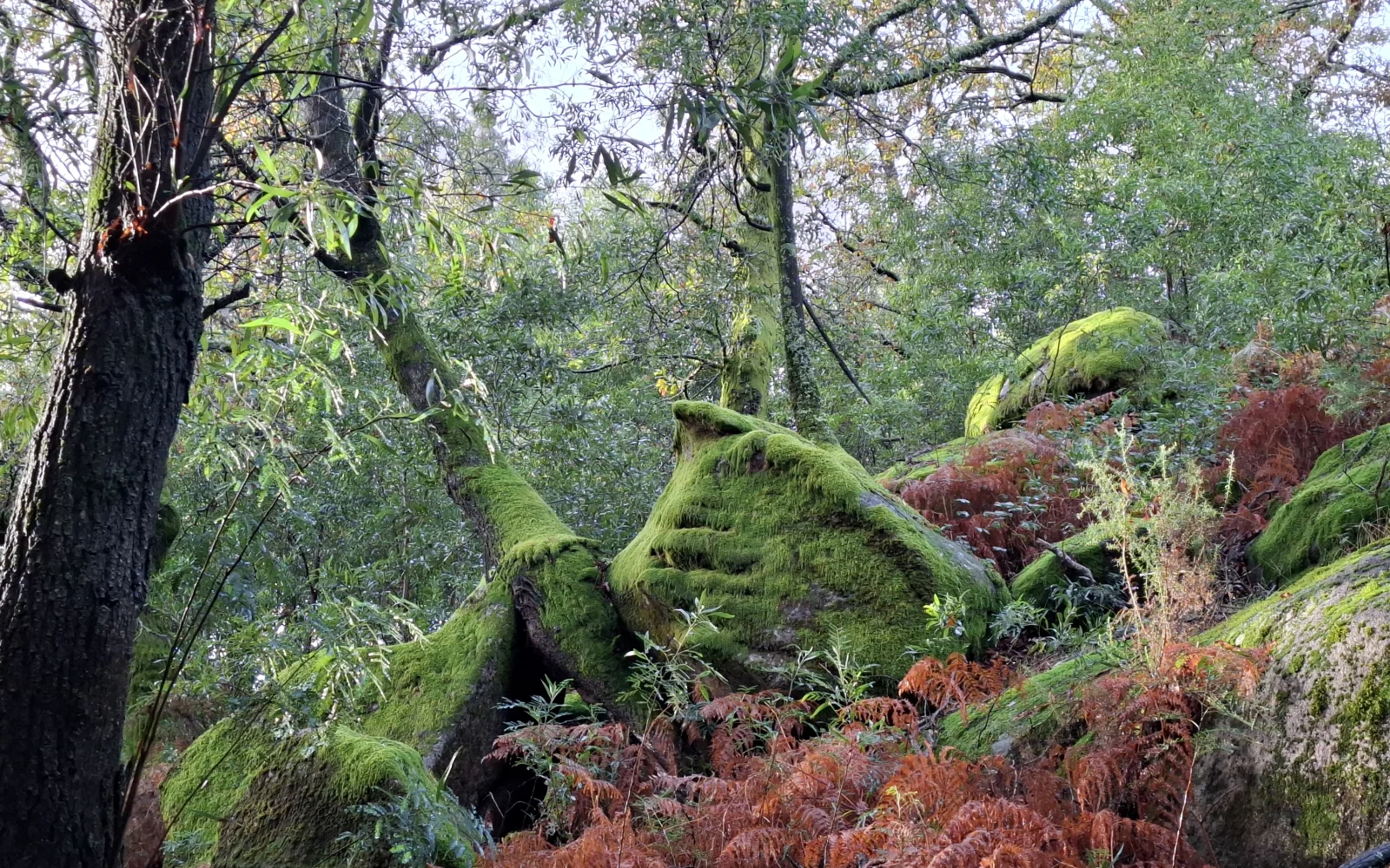 Wir wandern durch fast unberührte Wälder