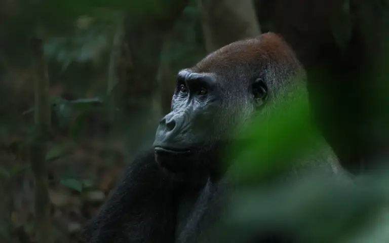 Flachlandgorilla im Nouabalé-Ndoki-Nationalpark