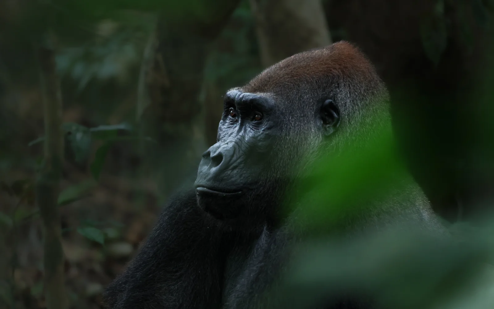 Flachlandgorilla im Nouabalé-Ndoki-Nationalpark