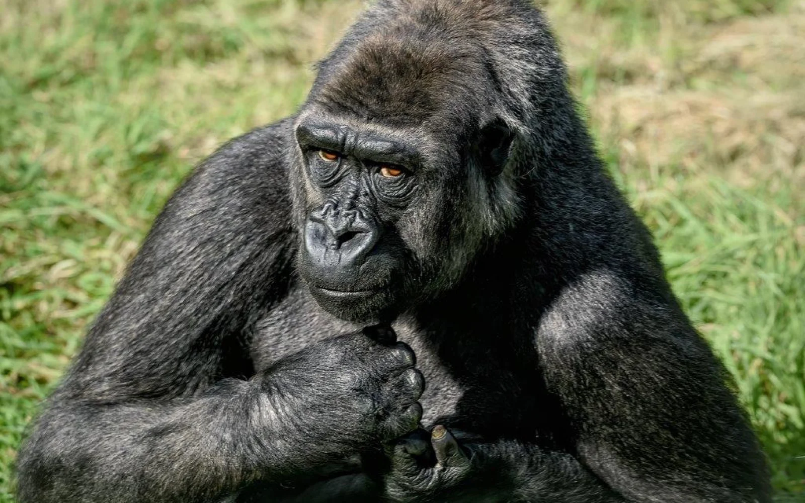 Unvergessliche Momente – Flachlandgorillas in ihrer freier Wildbahn erleben