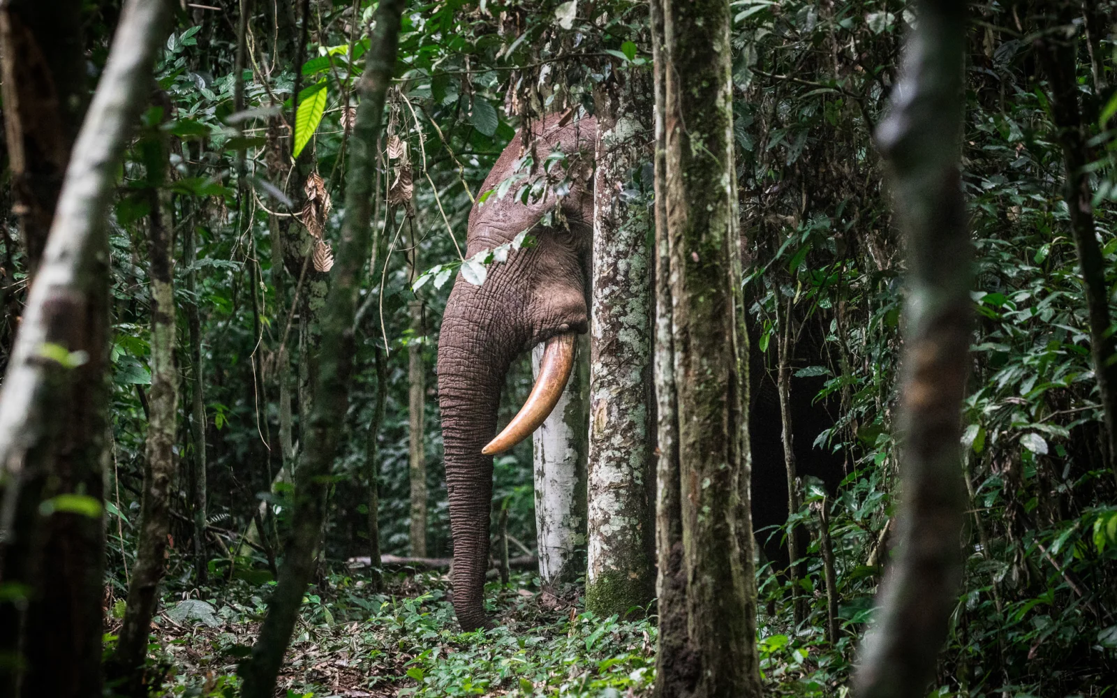 Waldelefant - Nouabalé-Ndoki-Nationalpark