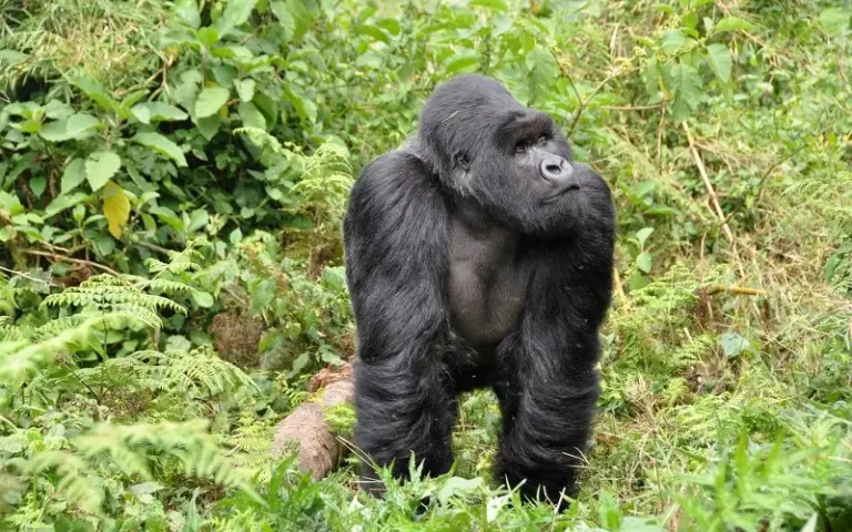 Regenwaldwanderung mit Gorillatrekking