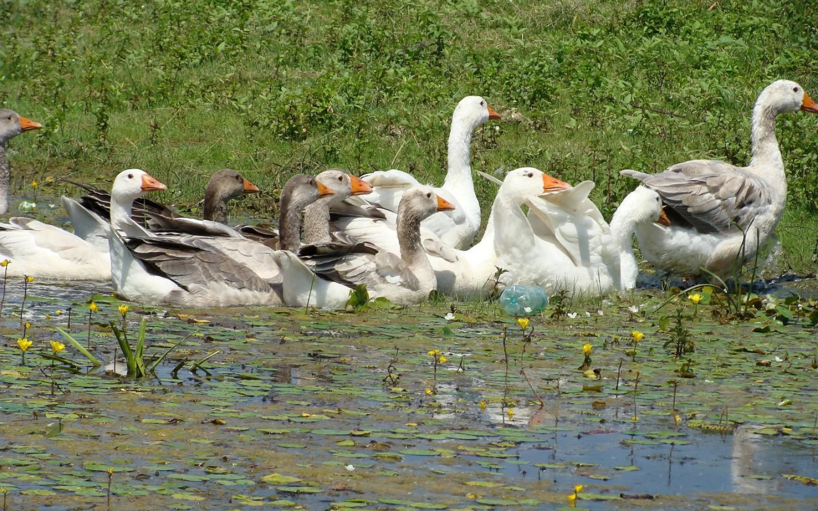 Besonders im Frühjahr ist das Delta grün und Kinderstube für viele Tierarten...