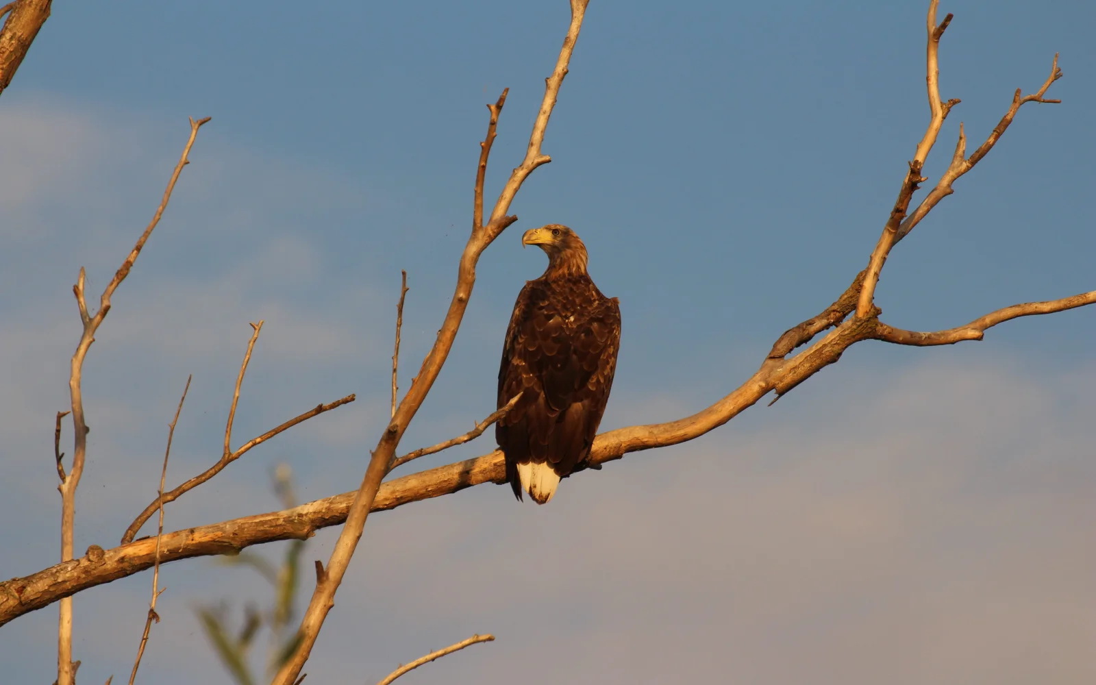 Der Schreiadler zählt zu den heimischen Greifvögeln des Deltas