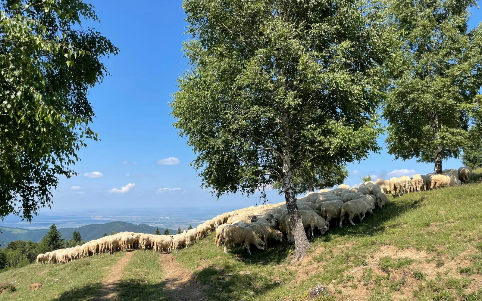 Hirtenleben und Märchenlandschaft  - Hohe Rinne/Paltinis (Foto: Tina Henker)