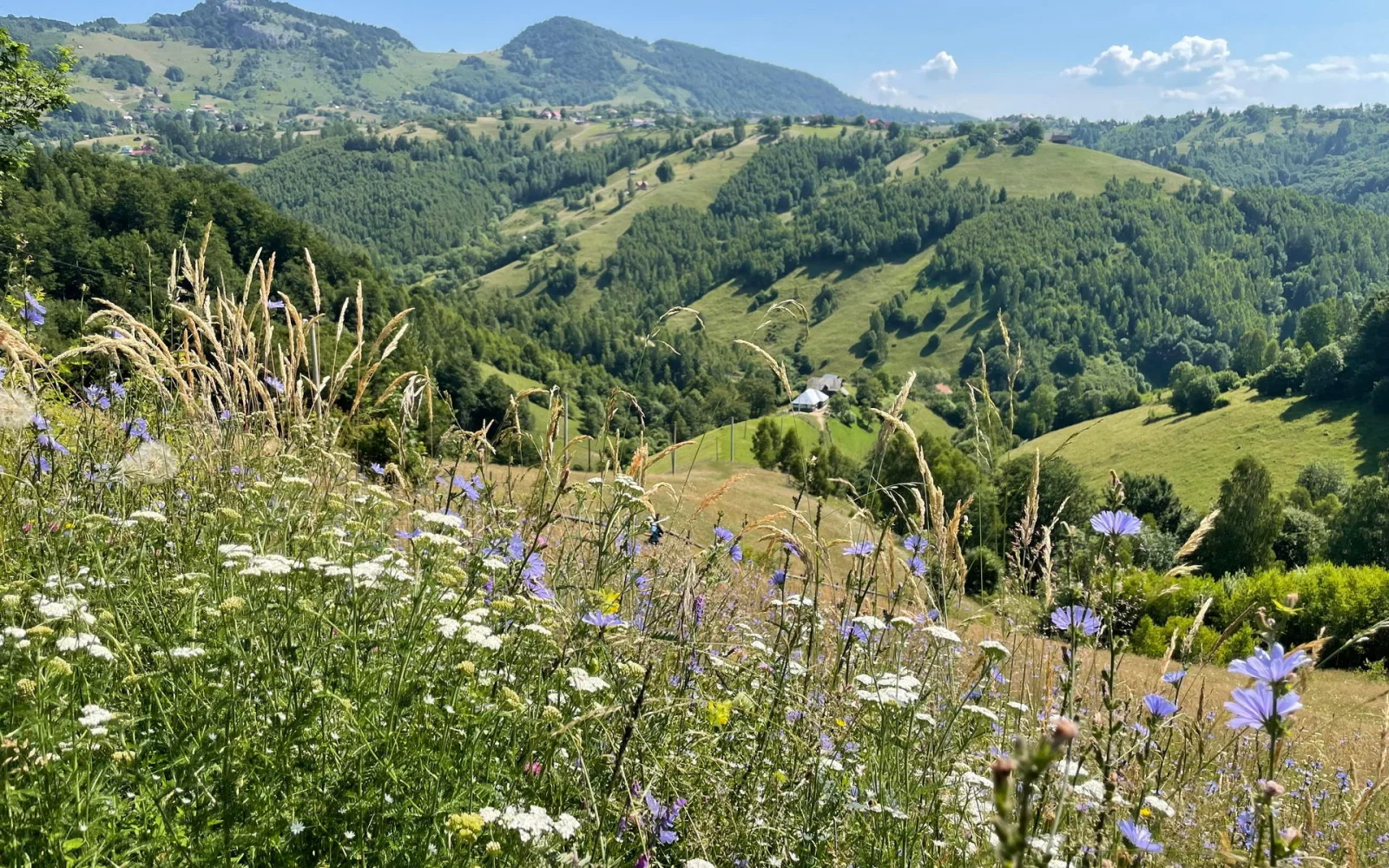 Genießen Sie die endlose Wiesenvielfalt