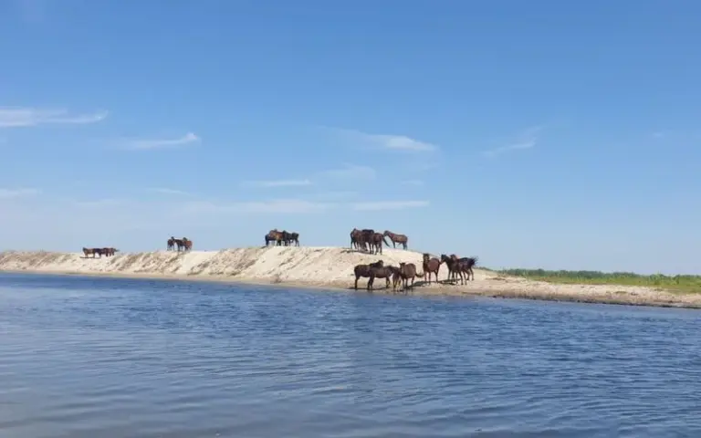 Paddeltour zur Schüttinsel Letea, einer Sandbank im Delta