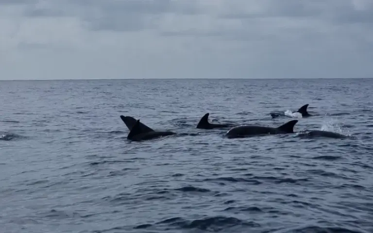 Delfintour im Süden von Kizimkazi und Mittagessen auf einer Sandbank