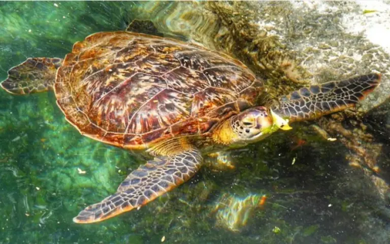 Schnorcheltour zur Mnemba-Insel und Schwimmen mit Schildkröten