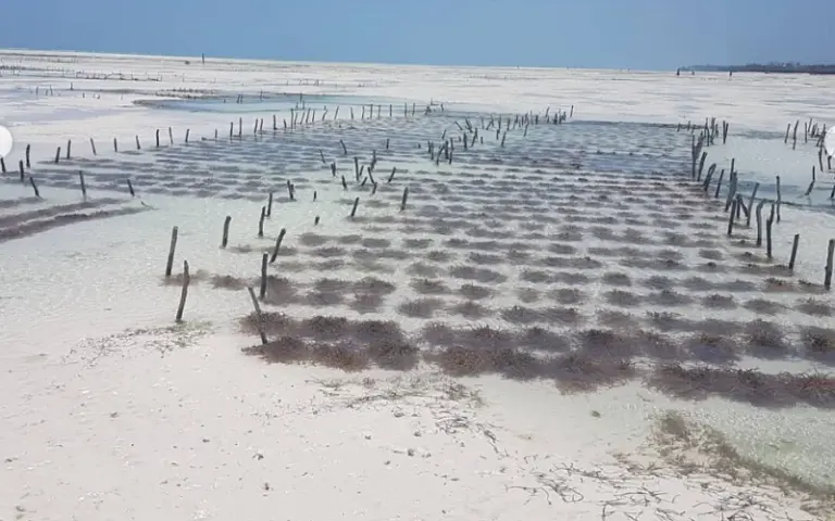 Fahrt in den trubeligen Osten der Insel, Ebbewanderung zu Seegrasfarmen
