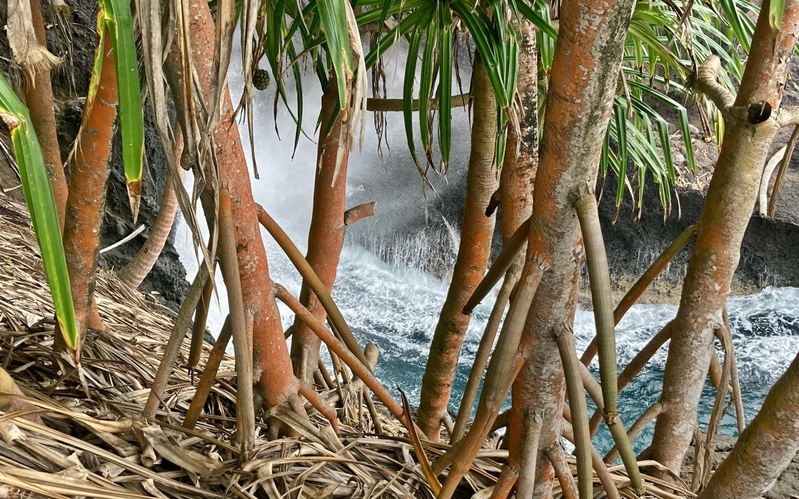 Tropischer Wald an der Südspitze Sao Tomés