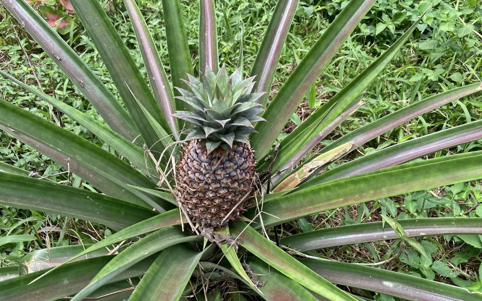 Eine wilde Ananas am Wegesrand, ein typischer Anblick auf den Inseln.