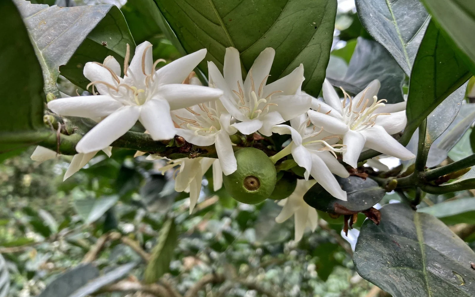 Kaffee - von der Blüte zum perfekten Röstaroma, vom Baum bis in die Tasse