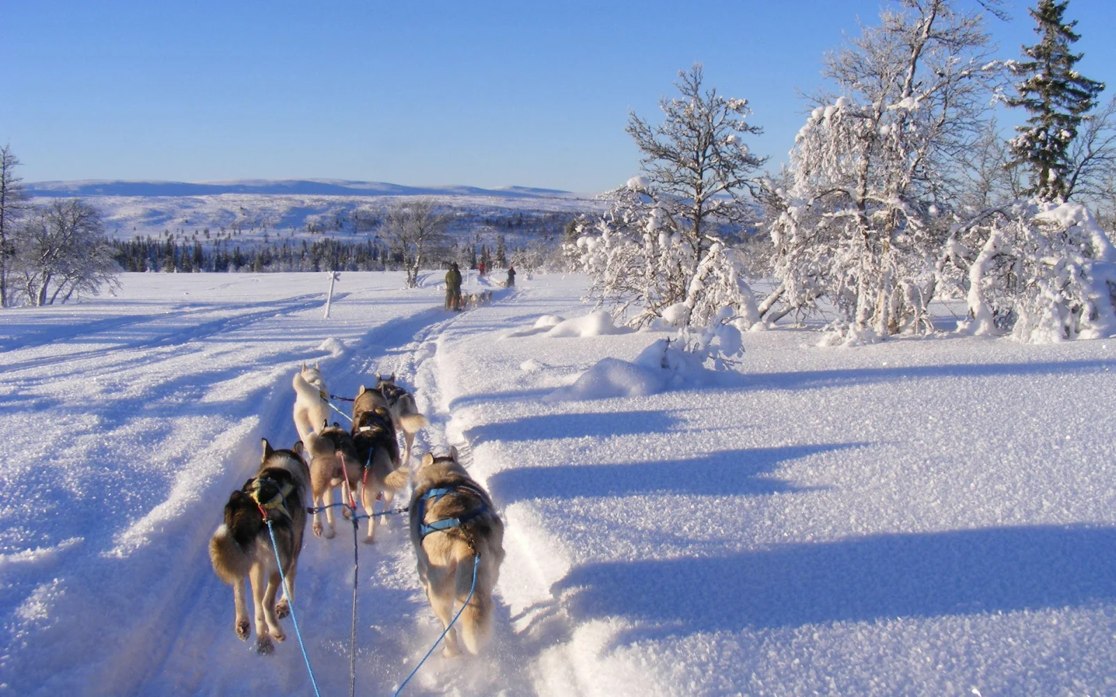 Das besondere Erlebnis: Huskytour 