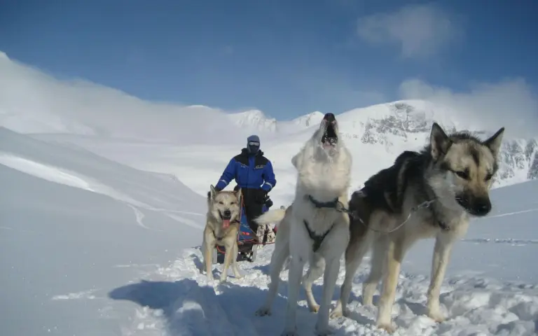 Die Huskys jaulen hier "den Startpfiff".