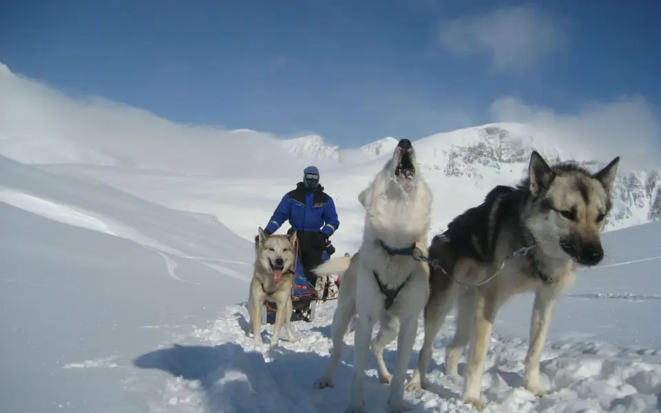 Mit Huskys auf dem nördlichen Teil des Kungsleden